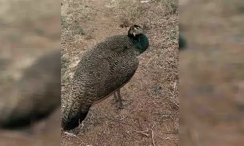 பல்லடம் பகுதியில் மயில்களுக்கு சரணாலயம் அமைக்க வேண்டும் - விவசாயிகள் கோரிக்கை