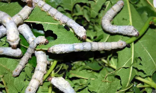 மல்பெரி இலையில் பூச்சி கட்டுப்பாடு - அதிகாரி விளக்கம்