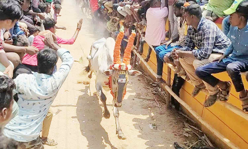 ஜோலார்பேட்டையில் காளைகள் முட்டி 24 பேர் படுகாயம்