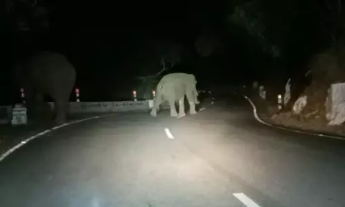 கோத்தகிரி-மேட்டுப்பாளையம் சாலையில் உலா வரும் யானைகள்