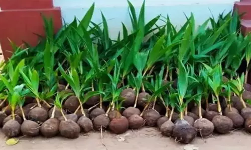 ஆனங்கூர் பகுதி விவசாயிகளுக்கு இலவசமாக தென்னங்கன்றுகள் வழங்கல்