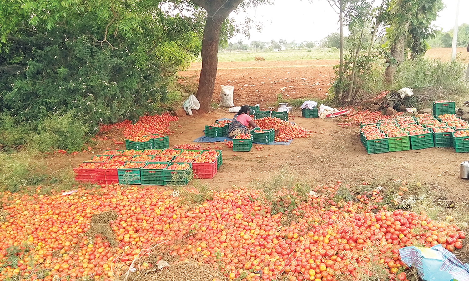 வடமதுரை: விலை கிடைக்காததால் தக்காளியை செடியிலேயே விடும் அவலம்!