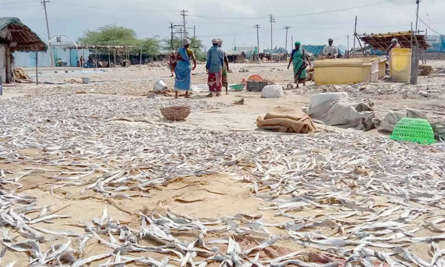 பழையாரில், கருவாடு உலர் தளம் அமைக்க மீனவர்கள் கோரிக்கை பழையாரில், கருவாடு உலர் தளம் அமைக்க மீனவர்கள் கோரிக்கை