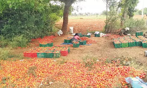 வடமதுரை: விலை கிடைக்காததால் தக்காளியை செடியிலேயே விடும் அவலம்!