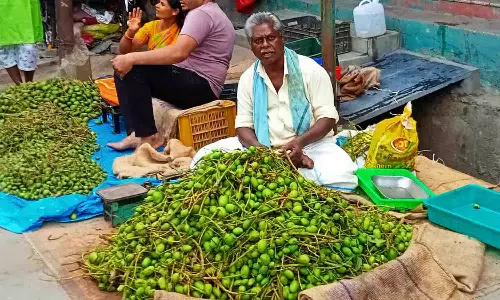 உடுமலை வனப்பகுதிகளில் வடுமாங்காய் வரத்து தொடக்கம்