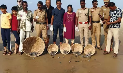 பிச்சாவரம் கடலில் விடப்பட்ட ஆலிவ் ரிட்லி வகை ஆமை குஞ்சுகள்