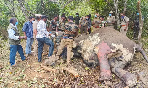 குட்டியுடன் இறந்து கிடந்த பெண் யானை  உடல் பிரேத பரிசோதனை