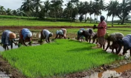 பயறுவகை பயிர்களை தாக்கும் பூச்சிநோய்