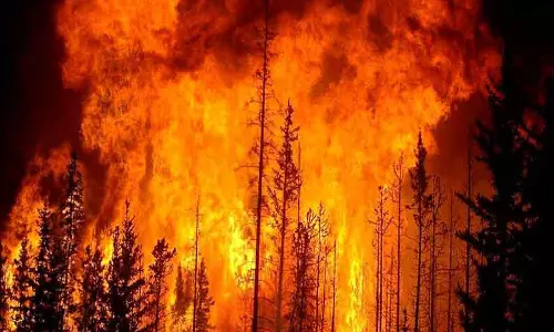 நடுவட்டம் மலைப்பாதையில் பயங்கர காட்டுத்தீ