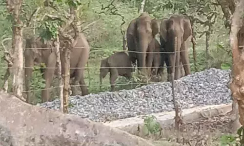 தேவர்சோலை அருகே தேயிலை தோட்டத்தில் காட்டு யானைகள் முகாம்