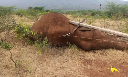 கோவையில் வனப்பகுதியில் மின் கம்பங்களை சுற்றி தடுப்பு வேலி
