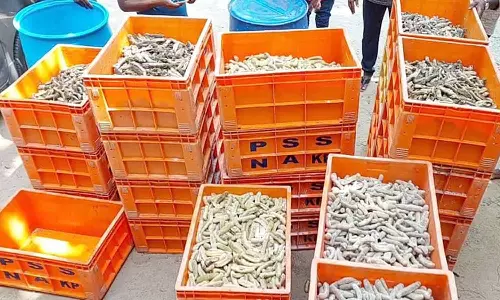 நாகையில், 1000 கிலோ கடல் அட்டைகள் பறிமுதல்; 3 பேர் கைது