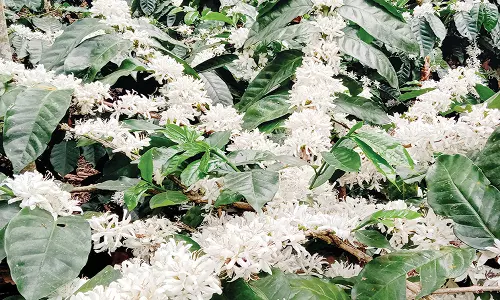 பெரும்பாறை பகுதியில் காபி செடியில் பூத்து குலுங்கும் பூக்கள்
