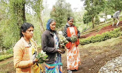 கொடைக்கானல்: பிரையண்ட் பூங்காவில் புதிய குறிஞ்சி தோட்டம் அமைக்கும் தோட்டக்கலைத்துறை