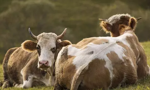 மாடுகளுக்கு வாரத்துக்கு ஒருநாள் விடுமுறை...