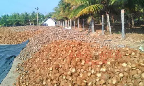 கோவையில் 1-ந் தேதி முதல் கொப்பரை தேங்காய் கொள்முதல்