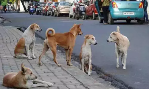 தெரு நாய்களை விஷம் வைத்து கொன்றவர்கள் மீது நடவடிக்கை - சமூக ஆர்வலர்கள் வலியுறுத்தல்