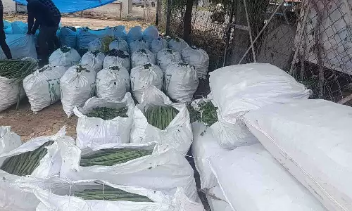 வெள்ளகோவிலில் 50 டன் முருங்கைகாய் வரத்து