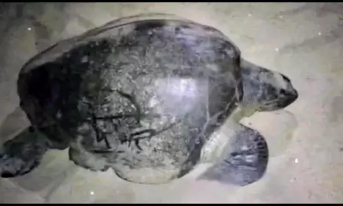 கரை ஒதுங்கிய அறிய வகை ஆமை