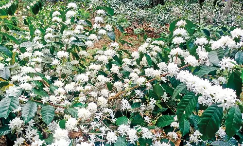 ஏற்காட்டில் பூத்துக்குலுங்கும் காபி பூக்கள்- விவசாயிகள் மகிழ்ச்சி