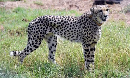 போபால் வனவிலங்கு சரணாலயத்தில் நமீபியாவில் இருந்து கொண்டு வரப்பட்ட சிறுத்தை பலி