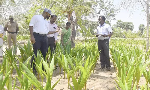 1 கோடி மரக்கன்றுகள் நடப்பட்டு பராமரிக்கப்படும்; கலெக்டர் தகவல்