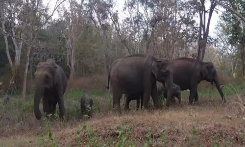 கோத்தகிரியில் யானைகள் நடமாட்டம்