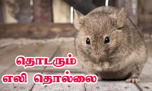 பச்சிளம் குழந்தைகள் பிரிவில் தொடரும் எலி தொல்லை