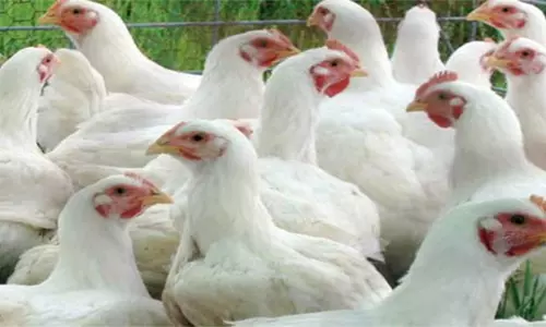 நாமக்கல் மண்டலத்தில் கறிக்கோழி விலை 300 ரூபாயாக உயர்வு