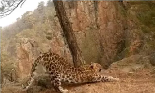 ரஷிய தேசிய பூங்காவில் சூரிய நமஸ்காரம் செய்யும் சிறுத்தை