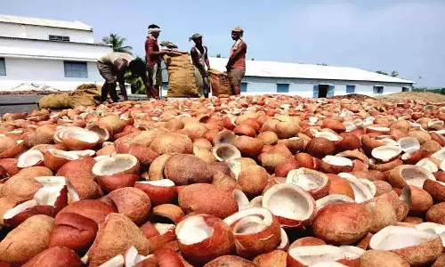 மந்தகதியில் கொப்பரை உற்பத்தி தொழில்