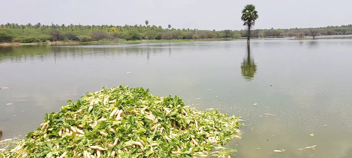 விலை கடும் சரிவால் மீன்களுக்கு உணவாக ஏரியில் கொட்டப்பட்ட முள்ளங்கி விலை கடும் சரிவால் மீன்களுக்கு உணவாக ஏரியில் கொட்டப்பட்ட முள்ளங்கி