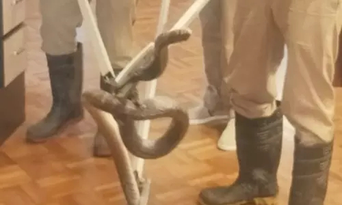 கொடைக்கானலில் வீட்டுக்குள் புகுந்த கருஞ்சாரைப்பாம்பு!