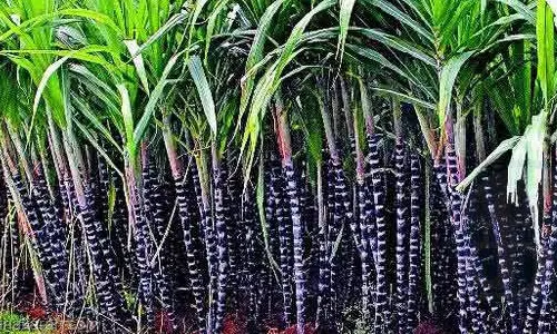 அழியும் நிலையில் கரும்பு சாகுபடி