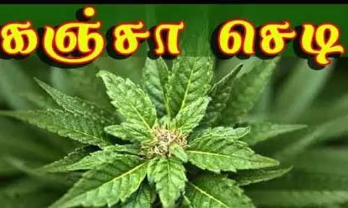 பூச்செடி என்று நினைத்து கஞ்சா செடி வளர்த்த வாலிபர்
