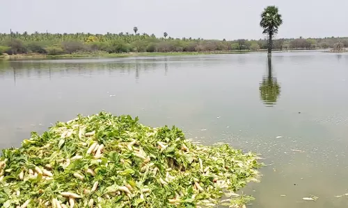 விலை கடும் சரிவால் மீன்களுக்கு உணவாக ஏரியில்  கொட்டப்பட்ட முள்ளங்கி