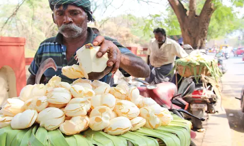 குழந்தைகள் முதல் பெரியவர்கள் வரை ருசித்து சாப்பிடுகிறார்கள் சேலத்தில் கோடைக்கு இதமான நுங்கு விற்பனை ஜோர்