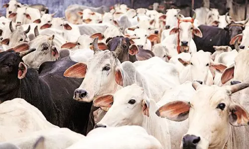 மாடு வளர்ப்போர் நலனை பாதுகாக்க நடவடிக்கை எடுக்க வேண்டும்- அ.தி.மு.க. கவுன்சிலர் டாக்டர் கே.கார்த்திக் வலியுறுத்தல்
