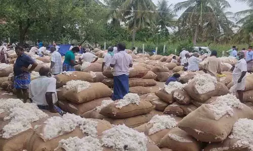 அவினாசியில் ரூ. 38 லட்சத்துக்கு பருத்தி ஏலம்