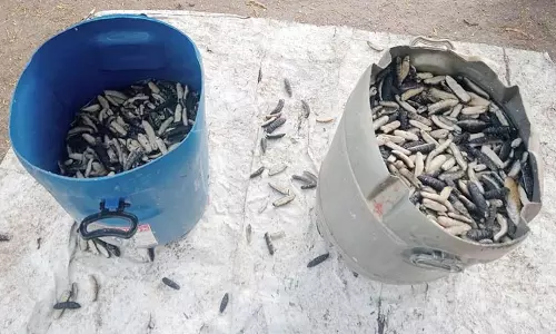 கடல் அட்டைகள் பறிமுதல்