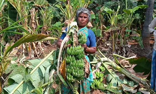 3 காட்டுயானைகள் தொடர்ந்து அட்டகாசம்