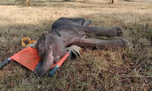 முதுமலையில் பாகன் பொம்மன் பராமரித்த குட்டி யானை இறந்தது