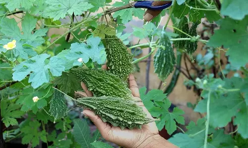 பாகற்காய் கசக்கும், அதன் நன்மைகள் இனிக்கும்...