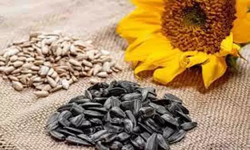 வெள்ளகோவிலில் ரூ. 22 லட்சத்துக்கு சூரியகாந்தி விதை ஏலம்