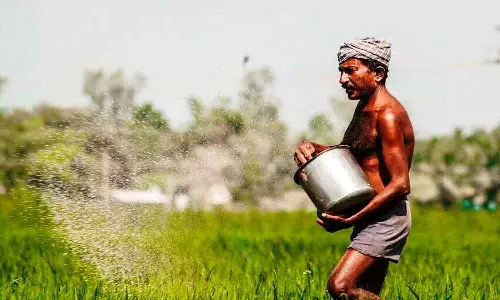 நெல் சாகுபடிக்கு தேவையான உரங்கள் தேவையான  அளவு இருப்பில் உள்ளது - கலெக்டர் தகவல்