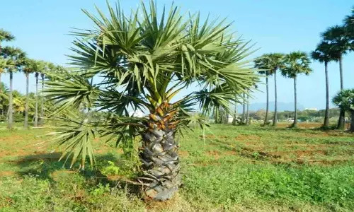 பனை மரங்களை வெட்டி கடத்திய கும்பல்