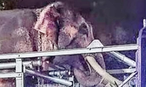 கேரளாவில் கோவில் விழாவில் பட்டாசு வெடித்த போது மிரண்டு ஓடிய யானை மிதித்து பக்தர் பலி