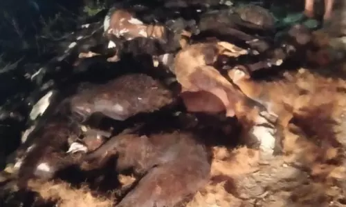 கிருஷ்ணகிரி அருகே லாரி கவிழ்ந்த விபத்தில் 30 ஆடுகள் பலி