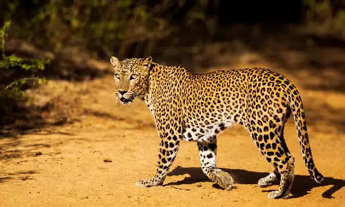 ஊதியூர் வனப்பகுதியில் ஒரு மாதமாக பதுங்கல் - இறைச்சியை மட்டும் தின்று வனத்துறையினருக்கு டிமிக்கி காட்டும் சிறுத்தை