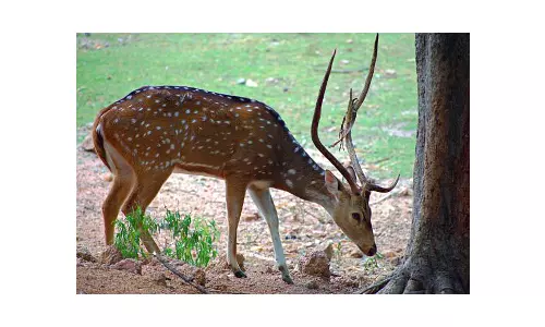 மான்களை வேட்டையாட முயன்றவர் சிக்கினார்